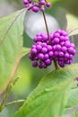 Bodinierâs beautyberry Callicarpa bodinieri, with purple berries